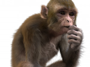 monkey fur rigged Modelo 3D