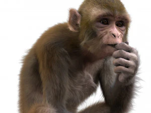 monkey fur rigged 3D Model