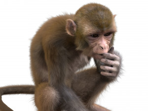 monkey fur rigged Modelo 3D