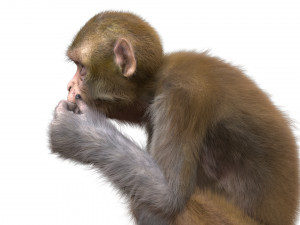 monkey fur rigged Modelo 3D