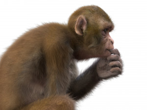 monkey fur rigged Modelo 3D