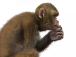 monkey fur rigged 3D Model