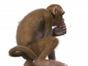 monkey fur rigged Modelo 3D
