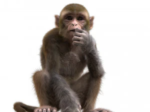 monkey fur rigged 3D Model