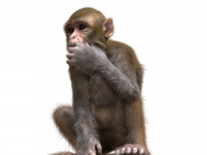 monkey fur rigged Modelo 3D