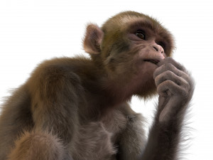 monkey fur rigged Modelo 3D