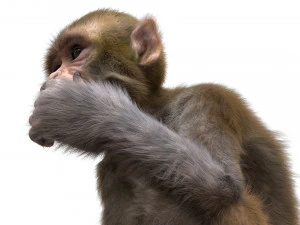 monkey fur rigged 3D Model