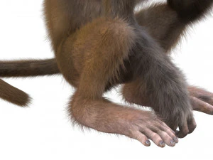 monkey fur rigged 3D Model