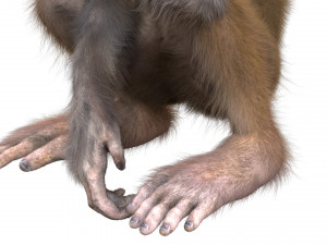 monkey fur rigged Modelo 3D
