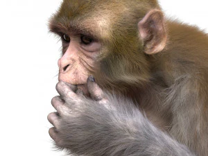monkey fur rigged 3D Model