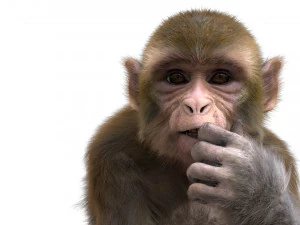 monkey fur rigged 3D Model