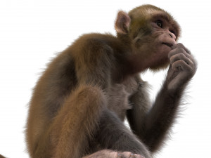 monkey fur rigged Modelo 3D