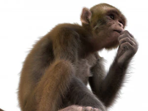 monkey fur rigged 3D Model
