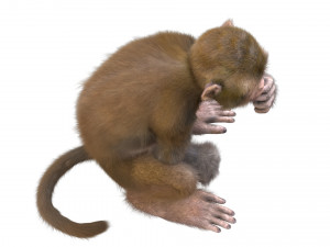 monkey fur rigged Modelo 3D