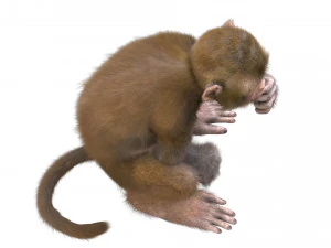 monkey fur rigged 3D Model