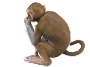 monkey fur rigged 3D Model