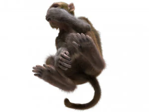 monkey fur rigged 3D Model
