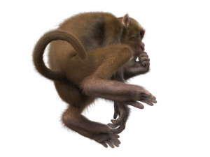 monkey fur rigged Modelo 3D