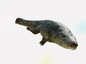 crocodile swiming rigged 3D Model