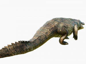 crocodile swiming rigged 3D Model