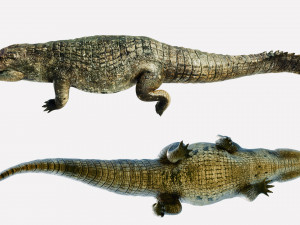 crocodile swiming rigged 3Dモデル