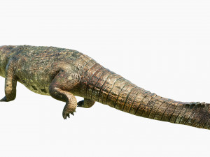 crocodile swiming rigged 3Dモデル