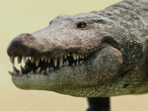 crocodile swiming rigged 3Dモデル