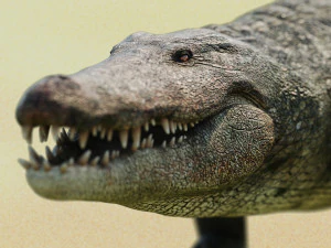 crocodile swiming rigged 3D Model