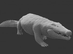 crocodile swiming rigged 3D Model