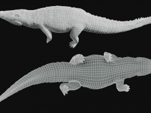 crocodile swiming rigged 3Dモデル