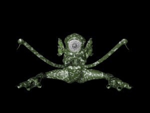 Amphibian man 3D 模型
