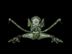 Amphibian man 3D Model
