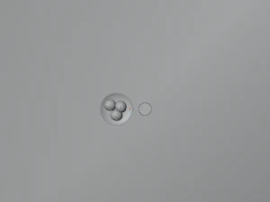 Honduran Semitas and Coffee 3D Model