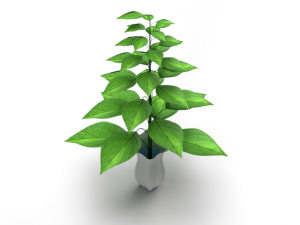 Plant with vase  3D Models