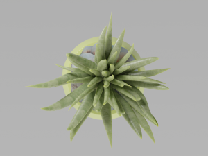 3D House plant in a green vase Modèle 3D
