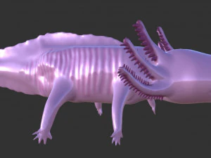 axolotl 3D Model