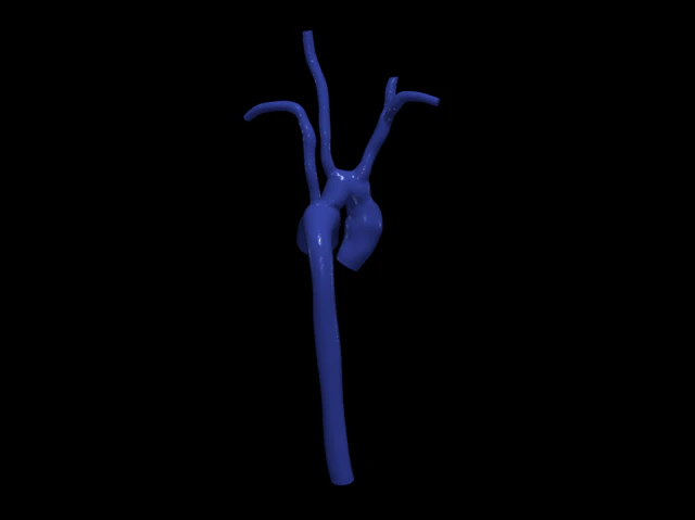 대동맥 3D 모델 .c4d .max .obj .3ds .fbx .stl .blend 