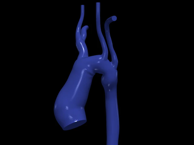 aorta Model 3D .c4d .max .obj .3ds .fbx .stl .blend 