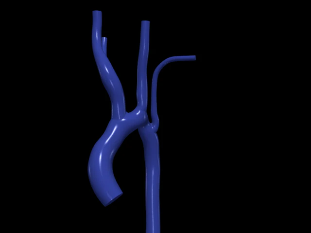 aorta Model 3D .c4d .max .obj .3ds .fbx .stl .blend 