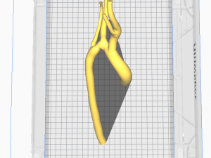 Aorta Modello 3D