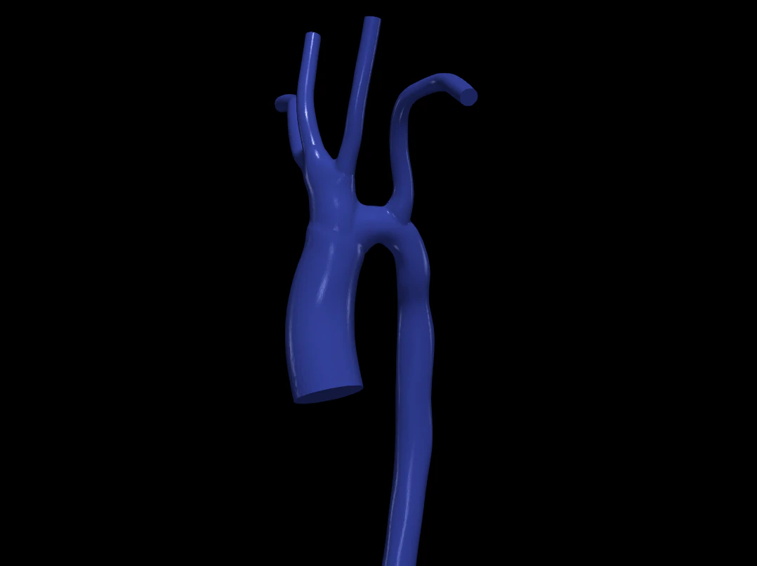 Aorta 3D Model .c4d .max .obj .3ds .fbx .stl .blend