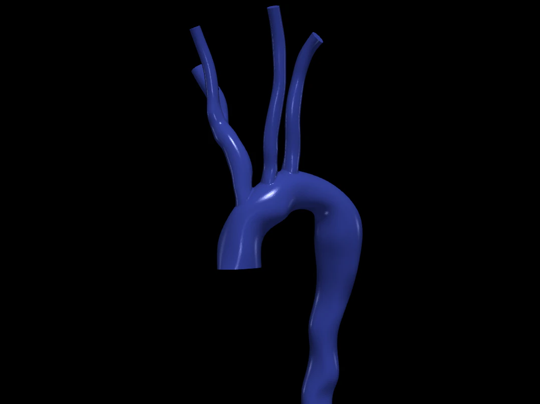 Aorta 3D Model .c4d .max .obj .3ds .fbx .stl .blend