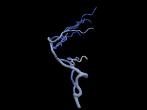 Cerebrovascular system 3D Model