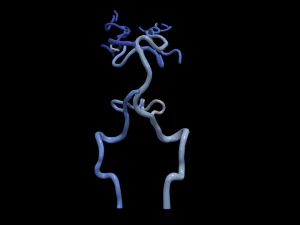 Cerebrovascular system 3D Model