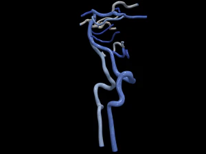 Cerebrovascular system 3D Model