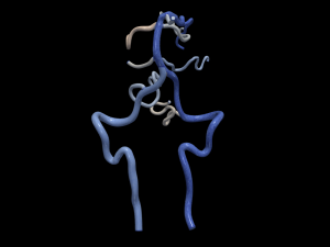 Cerebrovascular system 3D Model