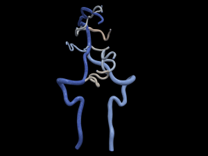 Cerebrovascular system Modelo 3D