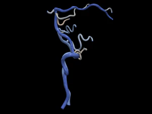 Cerebrovascular system 3D Model