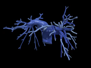 Lungenarterien 3D Modell