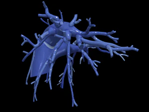 Lungenarterien 3D Modell